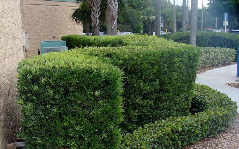  Podocarpus Macrophyllus Upright Yew - 3 Gallon Pot