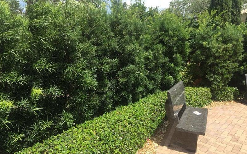  Podocarpus Macrophyllus Upright Yew - 6 Pack Of 1 Gallon Pots