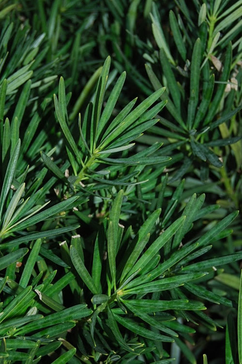  Podocarpus Macrophyllus Upright Yew - 6 Pack Of 1 Gallon Pots