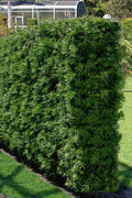  Podocarpus Macrophyllus Upright Yew - 1 Gallon Pot
