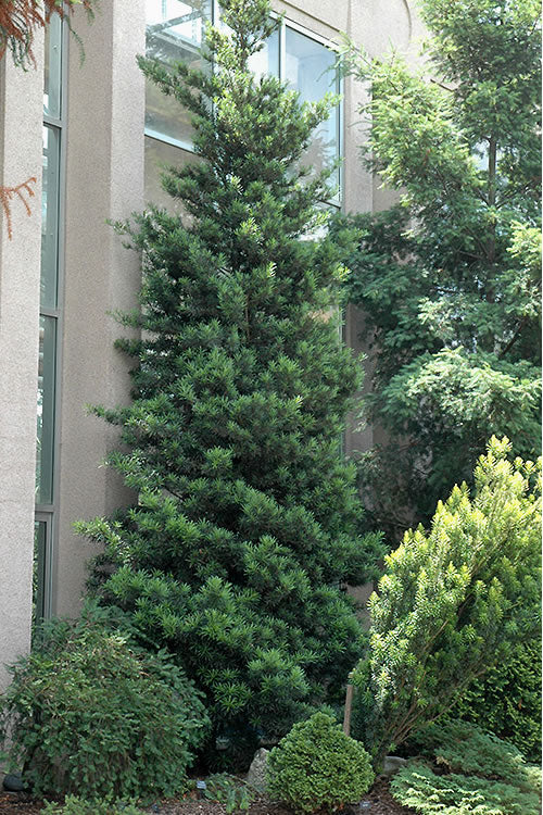  Podocarpus Macrophyllus Upright Yew - 1 Gallon Pot
