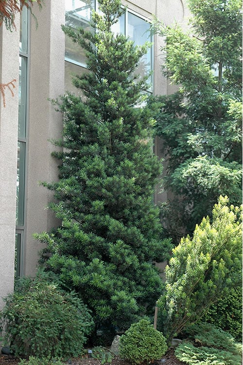  Podocarpus Macrophyllus Upright Yew - 3 Gallon Pot