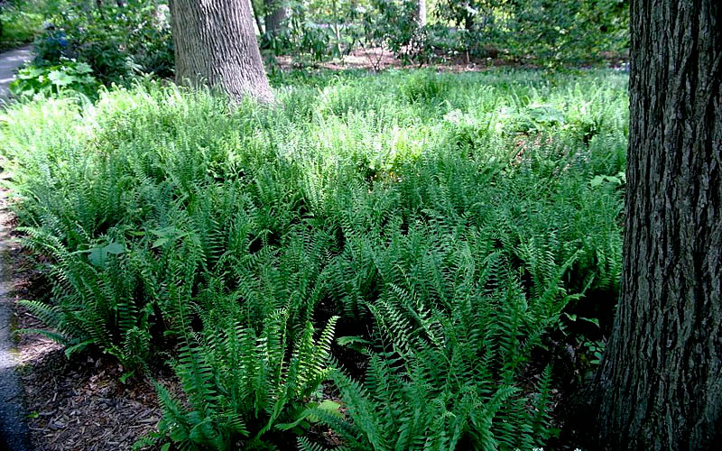  Christmas Fern (Polystichum Acrostichoides) -5 Pack Of Quart Pots