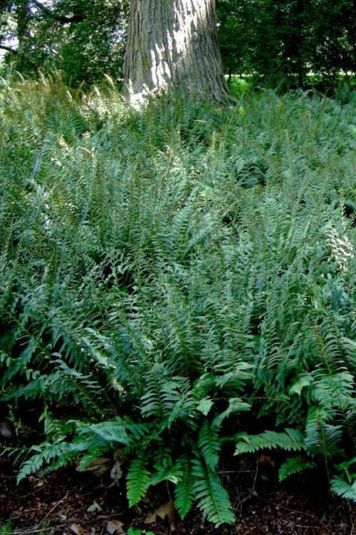  Christmas Fern (Polystichum Acrostichoides) -5 Pack Of Quart Pots