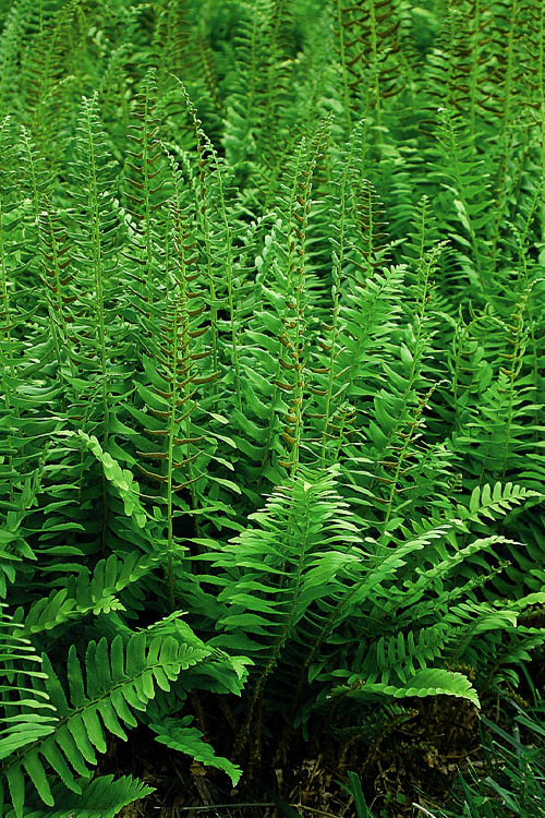  Christmas Fern (Polystichum Acrostichoides) - 1 Gallon Pot