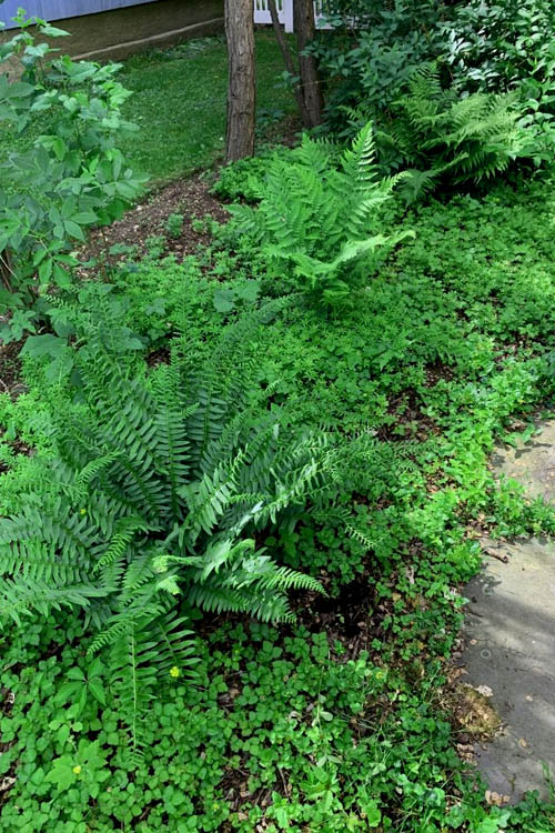  Christmas Fern (Polystichum Acrostichoides) - 1 Gallon Pot