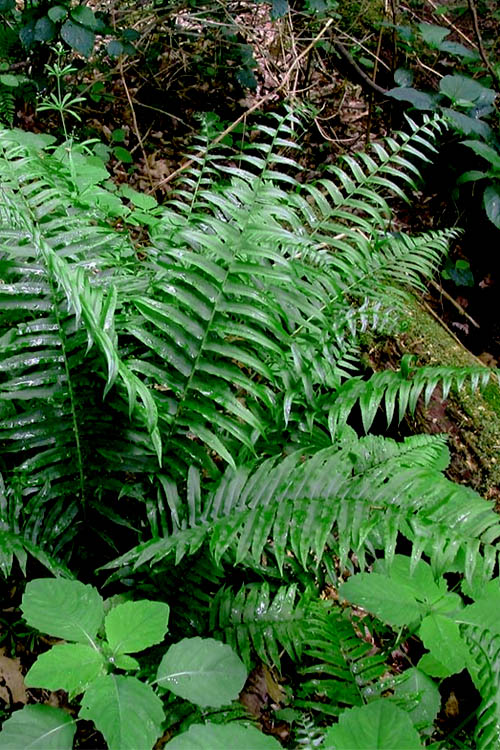  Christmas Fern (Polystichum Acrostichoides) -5 Pack Of Quart Pots