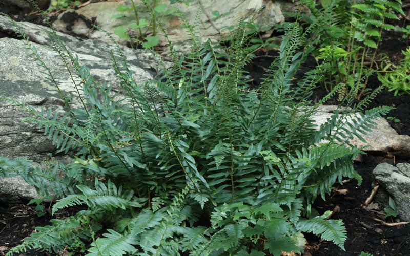  Christmas Fern (Polystichum Acrostichoides) -5 Pack Of Quart Pots