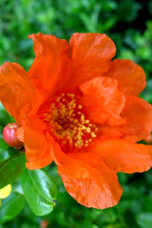  Russian 26 Cold Hardy Pomegranate - 3 Gallon Pot