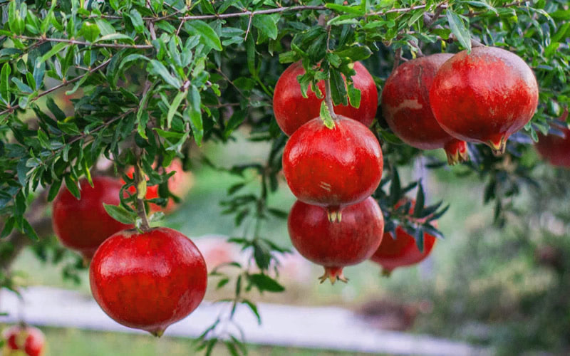  Russian 26 Cold Hardy Pomegranate - 3 Gallon Pot