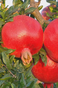  Russian 26 Cold Hardy Pomegranate - 3 Gallon Pot