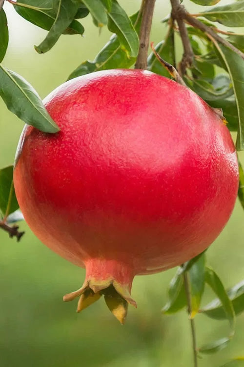  Salavatski Cold Hardy Russian Pomegranate - 1 Gallon Pot