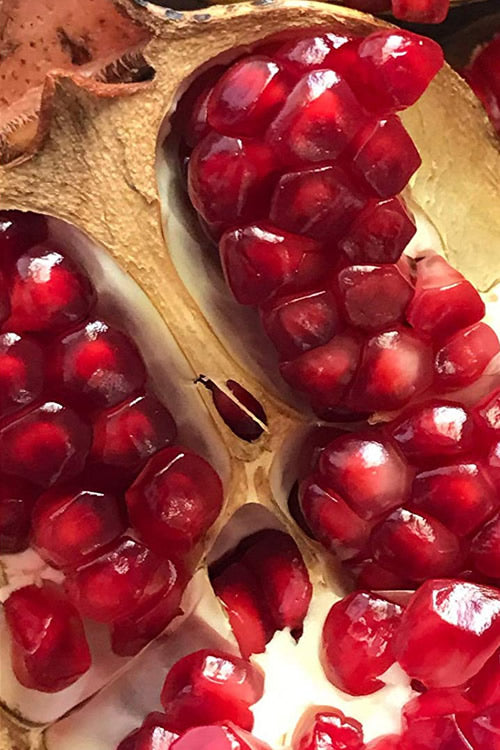  Salavatski Cold Hardy Russian Pomegranate - 1 Gallon Pot