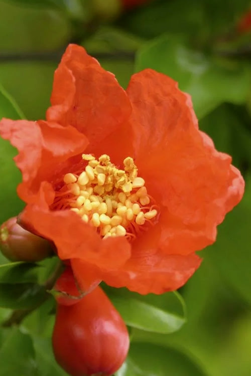  Salavatski Cold Hardy Russian Pomegranate - 1 Gallon Pot