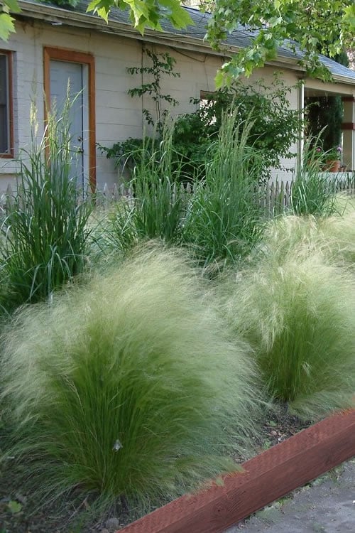  Pony Tails Mexican Feather Grass (Stipa Tennuissima) - 5 Pack Of Quart Pots