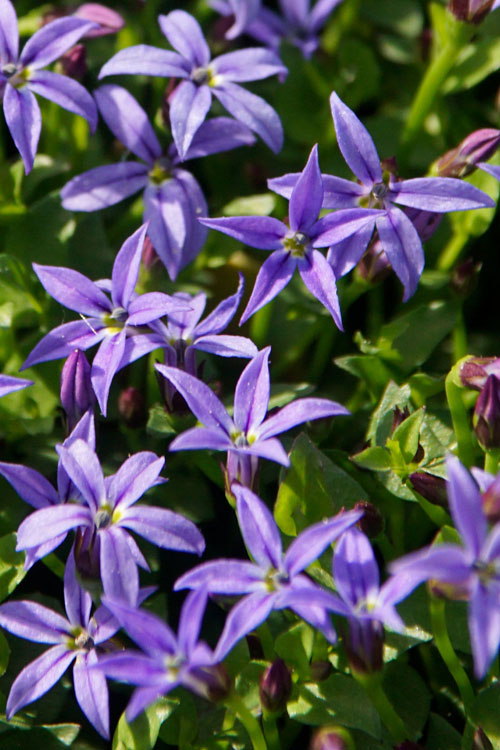  County Park Pratia (Blue Star Creeper) - 5 Pack Of Pint Pots