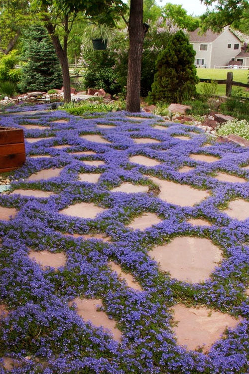  County Park Pratia (Blue Star Creeper) - 10 Pack Of 4" Pots