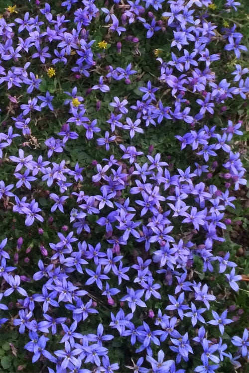  County Park Pratia (Blue Star Creeper) - 10 Pack Of 4" Pots