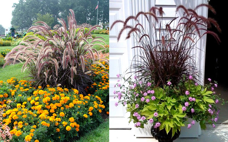  Purple Fountain Grass (Pennisetum Rubrum) - 6 Pack Of 1 Gallon Pots