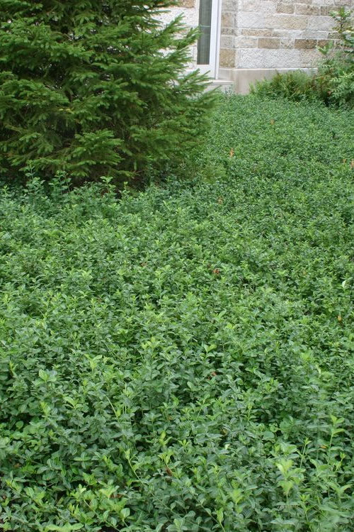  Purple Wintercreeper - Euonymus Fortunei Coloratus - 18 Count Flat Of Pint Pots