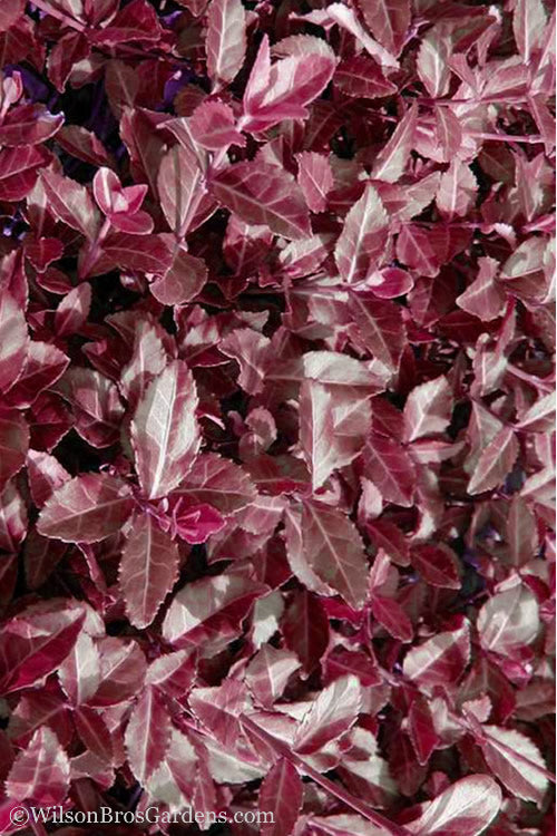  Purple Wintercreeper - Euonymus Fortunei Coloratus - 18 Count Flat Of Pint Pots