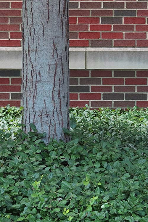  Purple Wintercreeper - Euonymus Fortunei Coloratus - 18 Count Flat Of Pint Pots