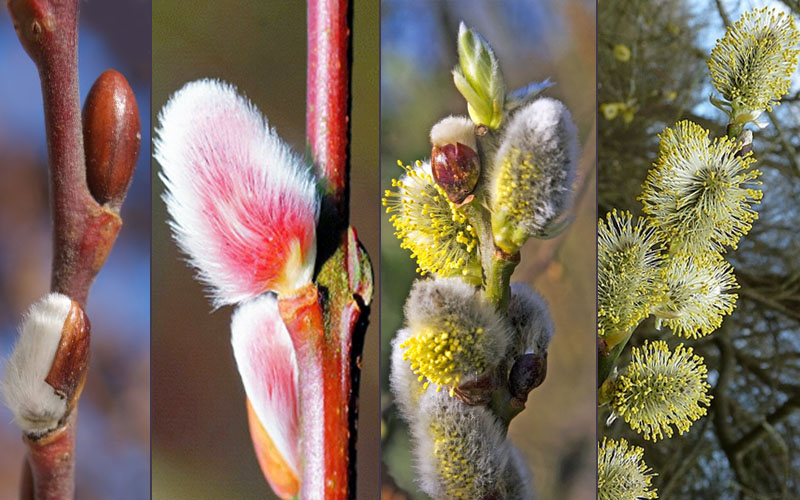  French Pink Pussy Willow - 3 Gallon Pot