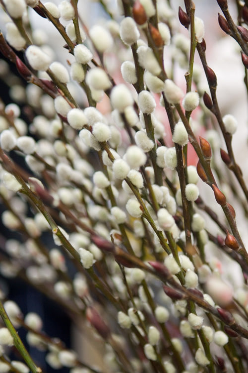  White Flowering Pussy Willow - Salix Caprea - 2 Gallon Pot