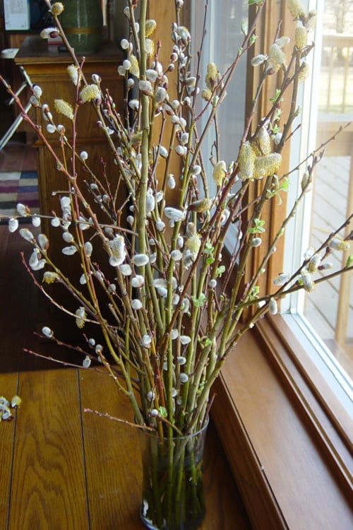  American Pussy Willow (Salix Discolor) - 1 Gallon Pot