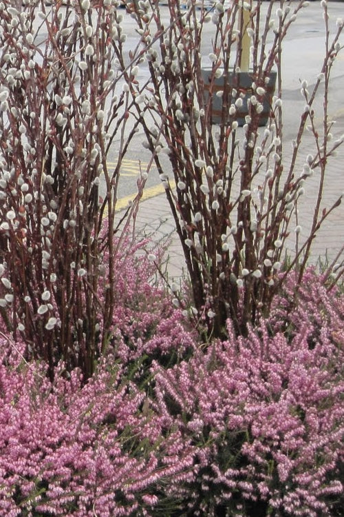  White Flowering Pussy Willow - Salix Caprea - 2 Gallon Pot
