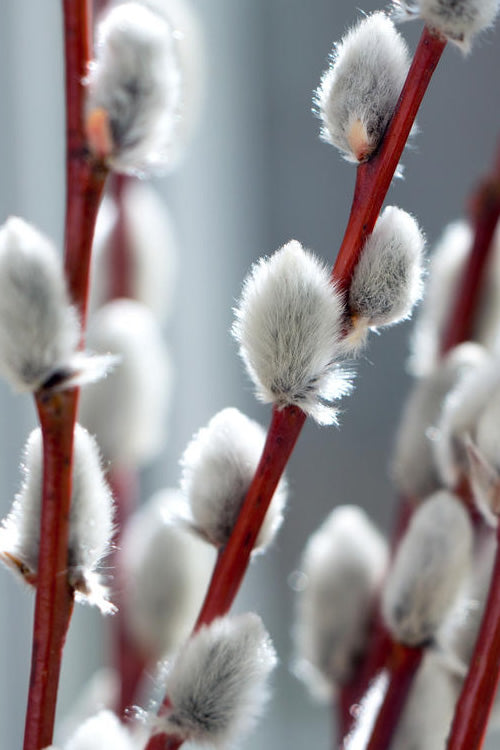  White Flowering Pussy Willow - Salix Caprea - 2 Gallon Pot