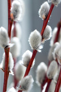  White Flowering Pussy Willow - Salix Caprea - 2 Gallon Pot