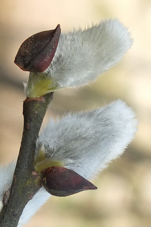  White Flowering Pussy Willow - Salix Caprea - 2 Gallon Pot