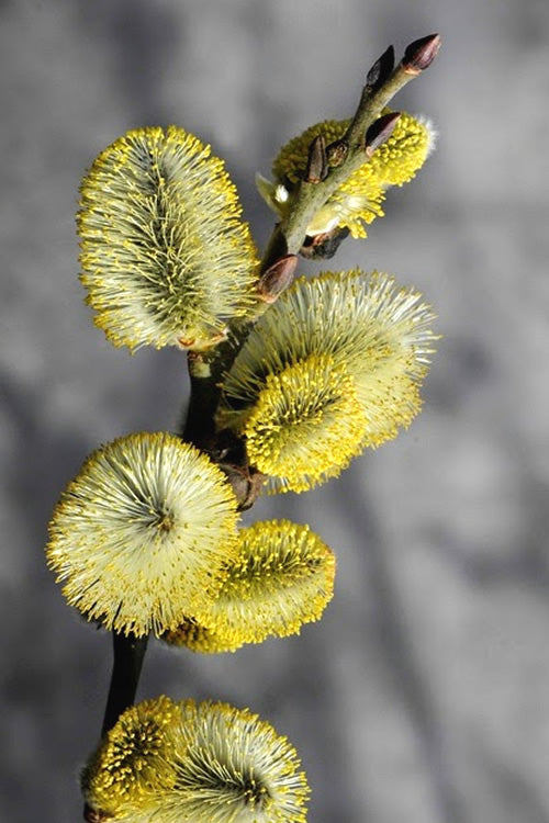  White Flowering Pussy Willow - Salix Caprea - 2 Gallon Pot