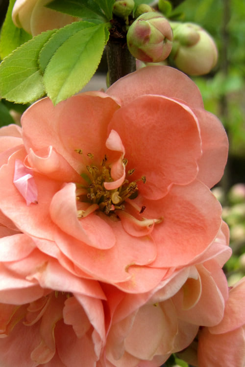  Cameo Flowering Quince - 2 Gallon Pot