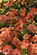  Cameo Flowering Quince - 6 Pack Of 1 Gallon Pots