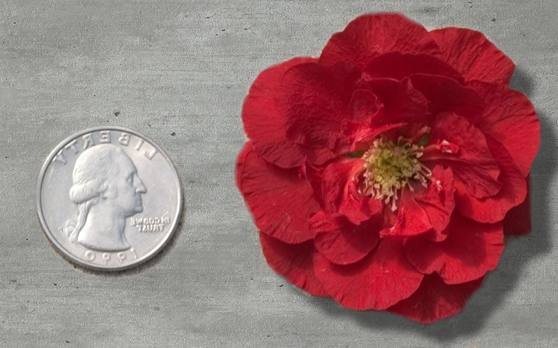  Double Take 'Scarlet' Flowering Quince - 2 Gallon Pot