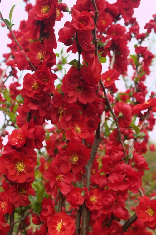  Double Take 'Scarlet' Flowering Quince - 2 Gallon Pot