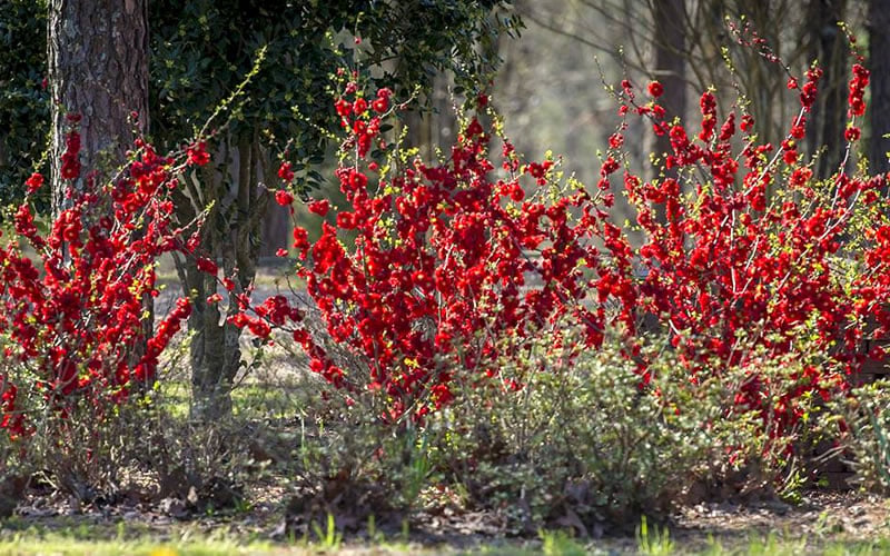  Double Take 'Scarlet' Flowering Quince - 2 Gallon Pot