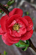  Double Take 'Scarlet' Flowering Quince - 2 Gallon Pot