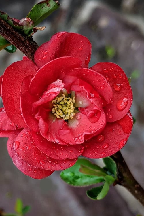  Double Take 'Scarlet' Flowering Quince - 2 Gallon Pot