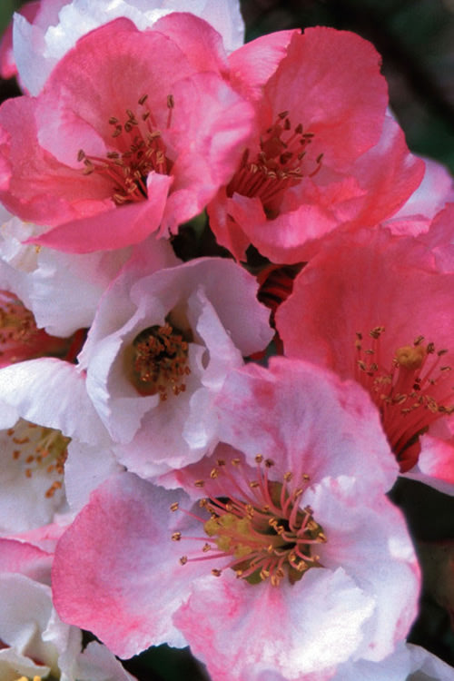  Toyo Nishiki Flowering Quince - Chaenomeles Speciosa - 1 Gallon Pot