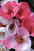  Toyo Nishiki Flowering Quince - Chaenomeles Speciosa - 1 Gallon Pot