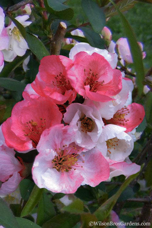  Toyo Nishiki Flowering Quince - Chaenomeles Speciosa - 1 Gallon Pot