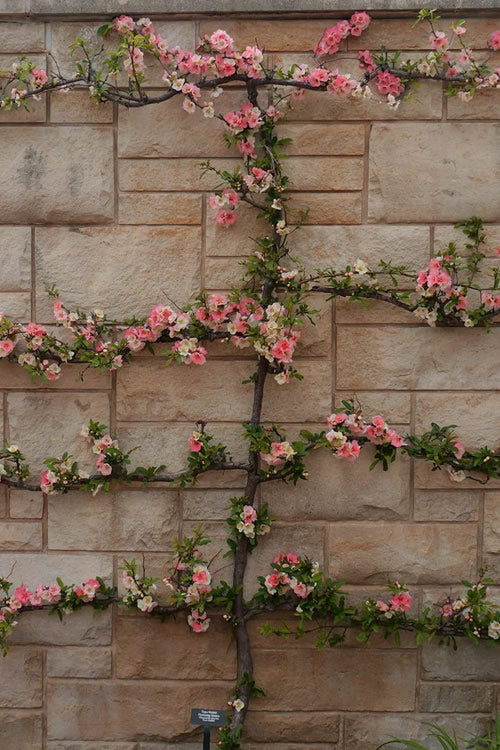  Toyo Nishiki Flowering Quince - Chaenomeles Speciosa - 1 Gallon Pot