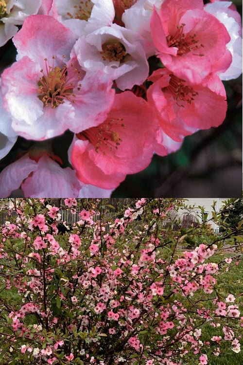  Toyo Nishiki Flowering Quince - Chaenomeles Speciosa - 1 Gallon Pot