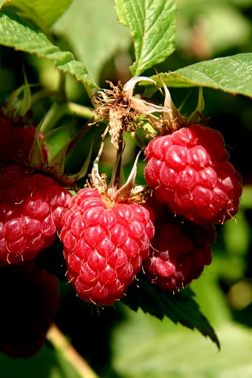  Heritage Raspberry - 6 Pack Of 1 Gallon Pots