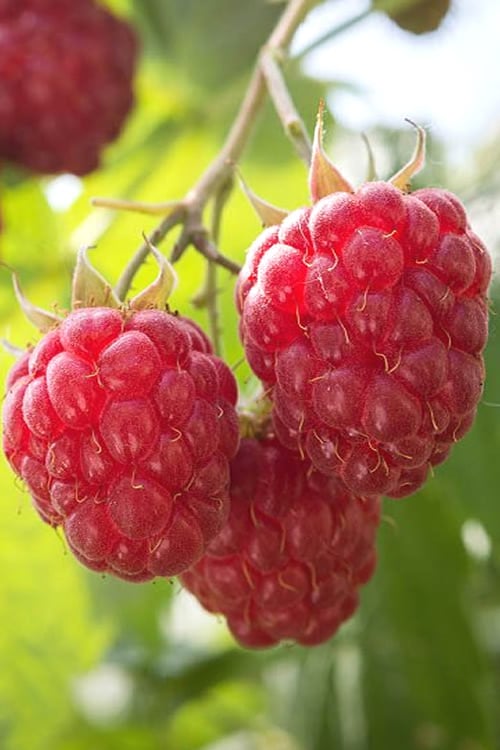  Nova Raspberry - 1 Gallon Pot
