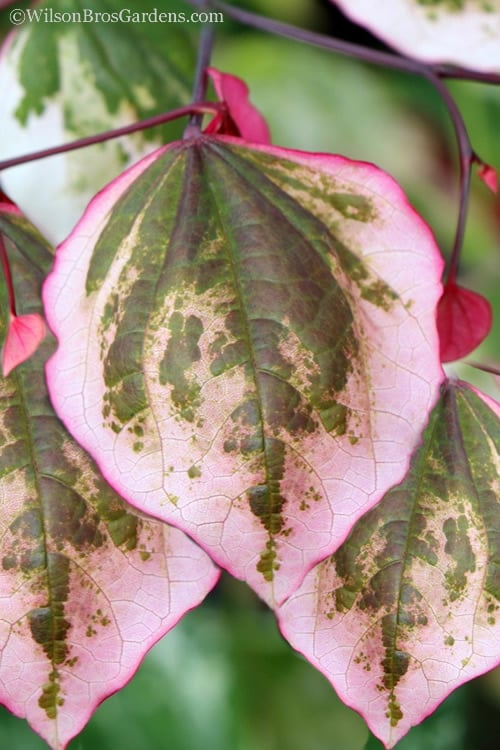  Carolina Sweetheart Eastern Redbud Tree - 3 Gallon Pot 