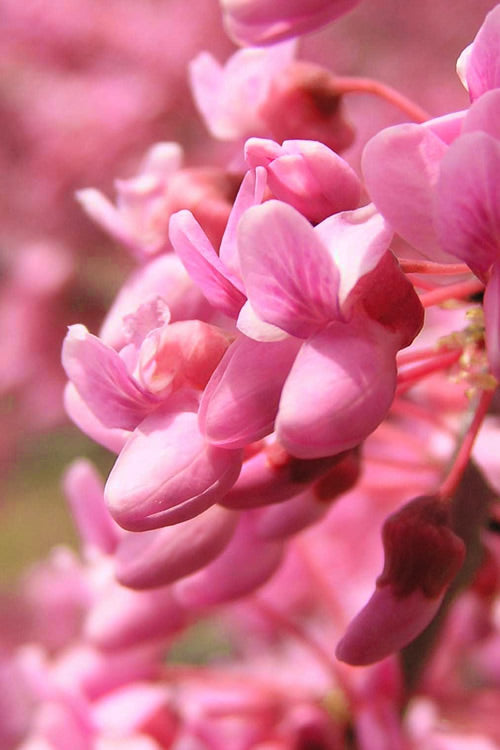  Carolina Sweetheart Eastern Redbud Tree - 3 Gallon Pot